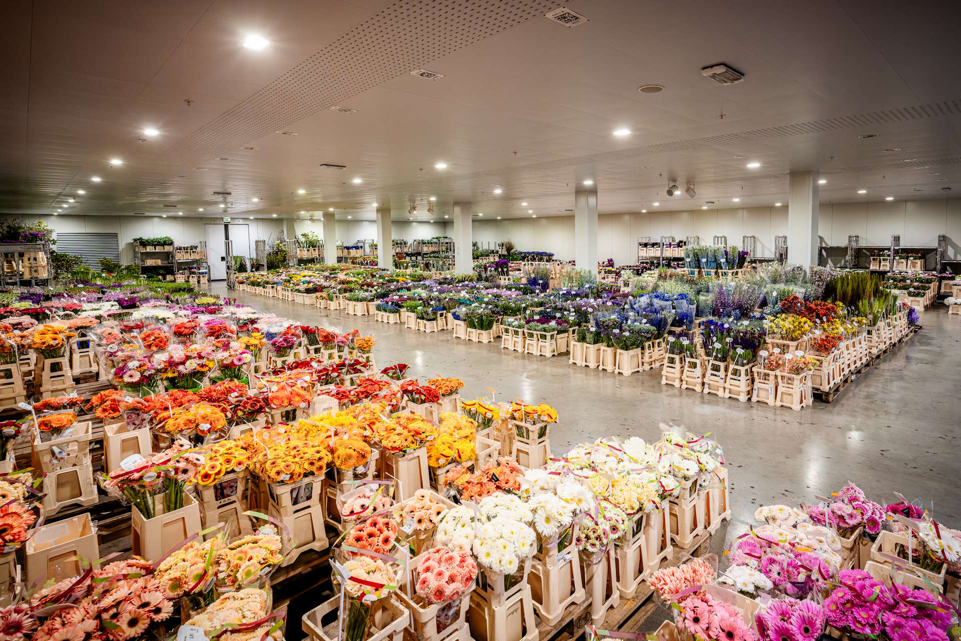 Zalam bloemen groothandel