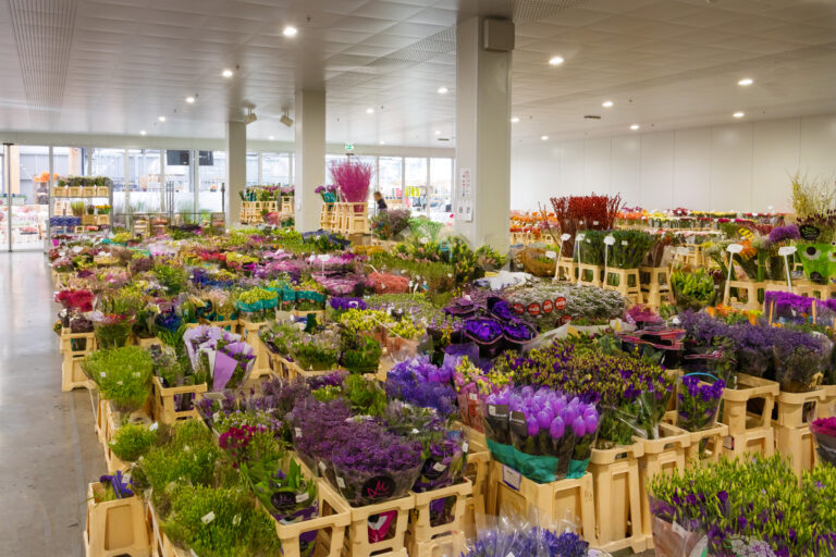 bloemenkoelcel vol met verse bloemen in nederland voor bloemisten